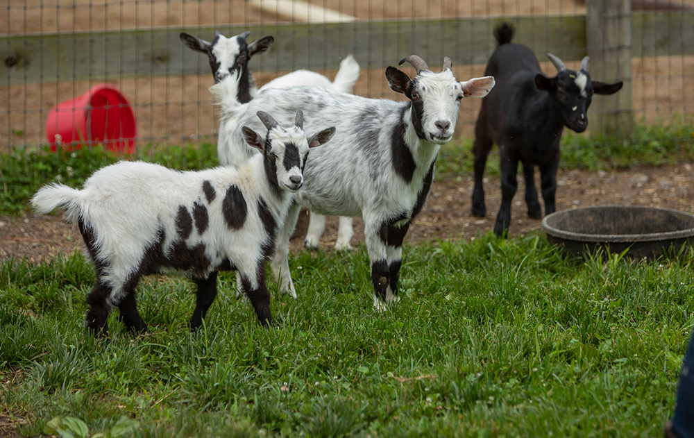 Barnyard Buddies